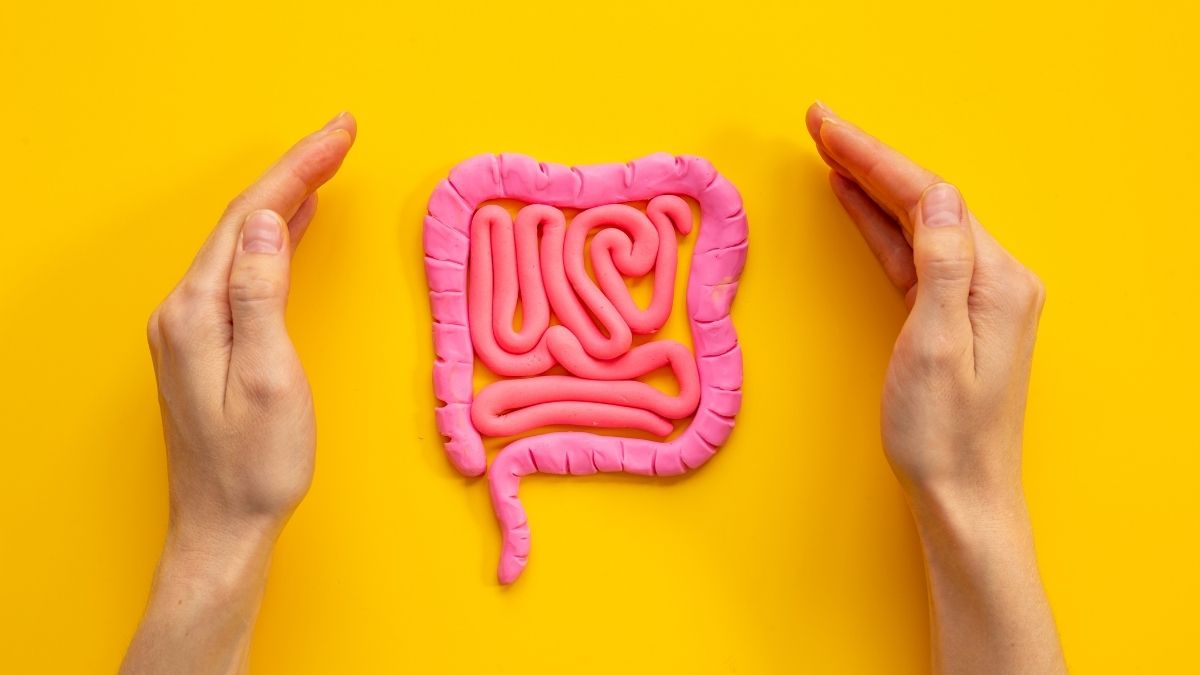 Bien etre intestinal avec l'association des probiotiques avec la glutamine