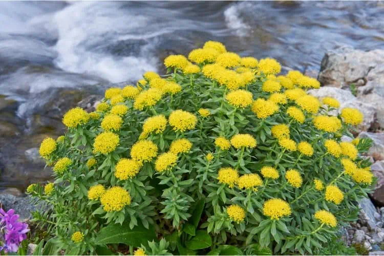 Rhodiola : bienfaits, dangers, posologie